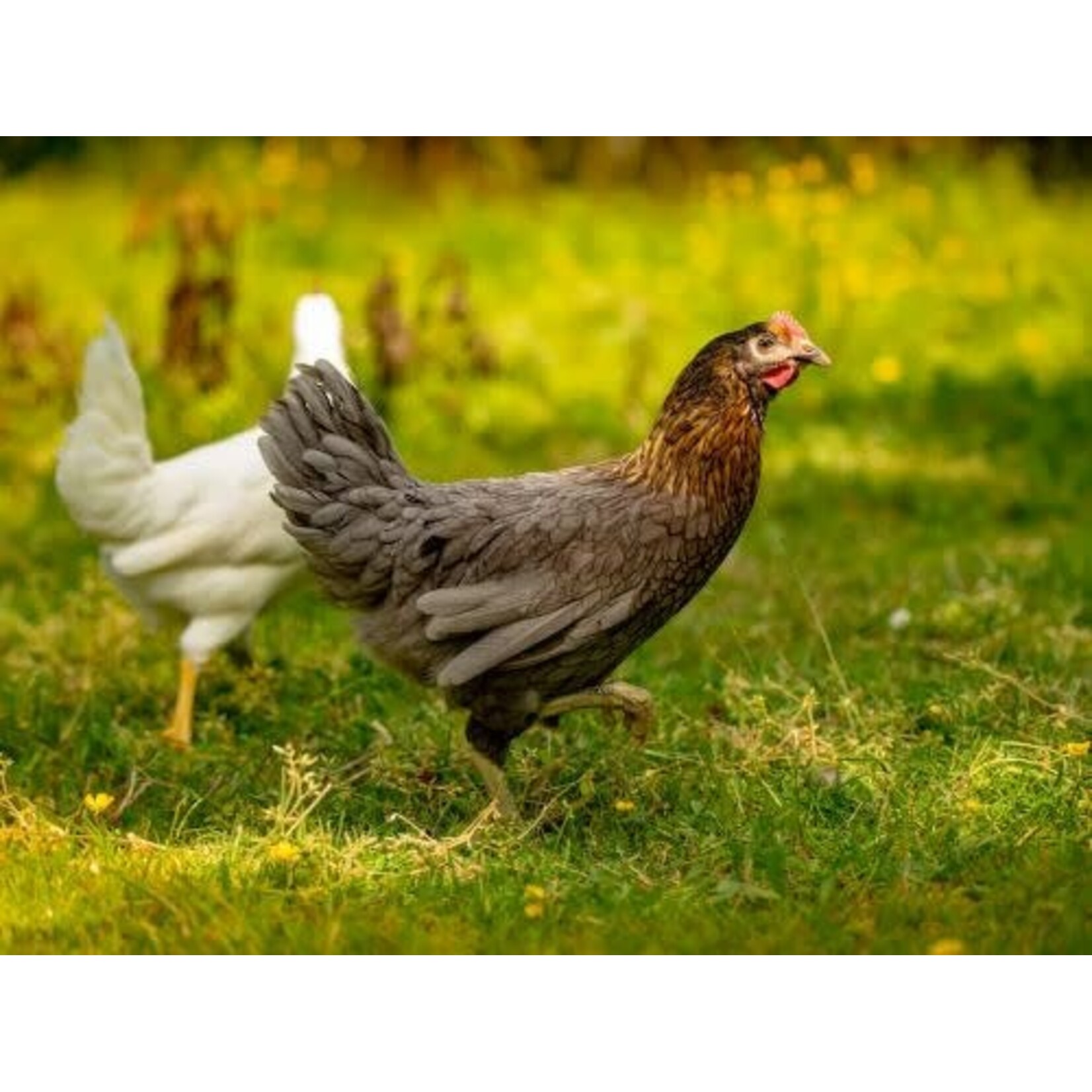 Black Harco laying hen - calm productive layer with brown eggs
