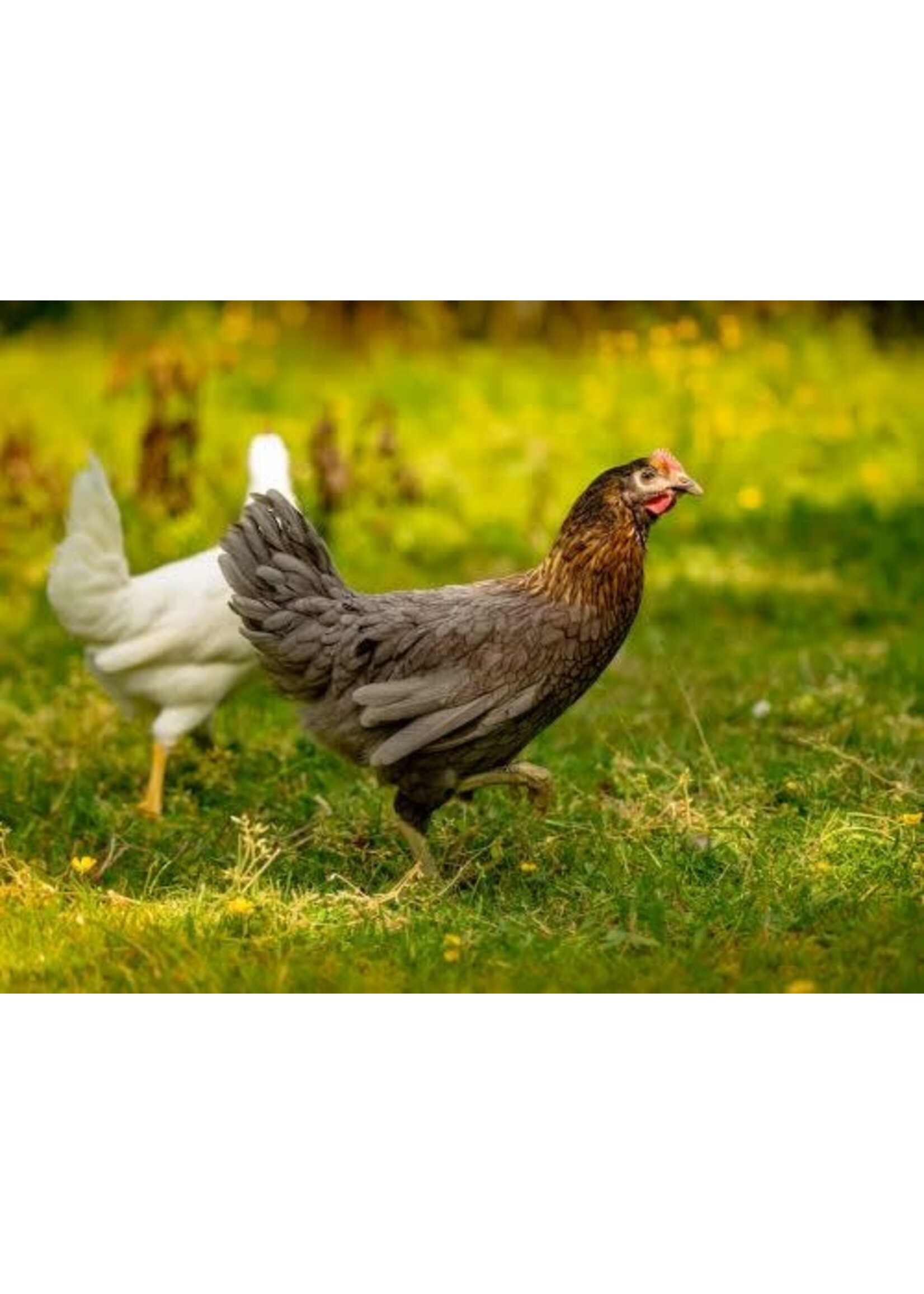 Poule pondeuse noire