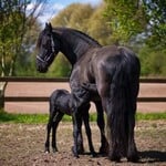 Mare & Foal