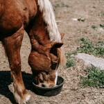 Horse Balancers