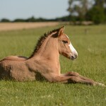 Foals & young horses