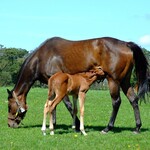 Dracht & lactatie (merrievoer)