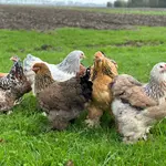 Chickens
