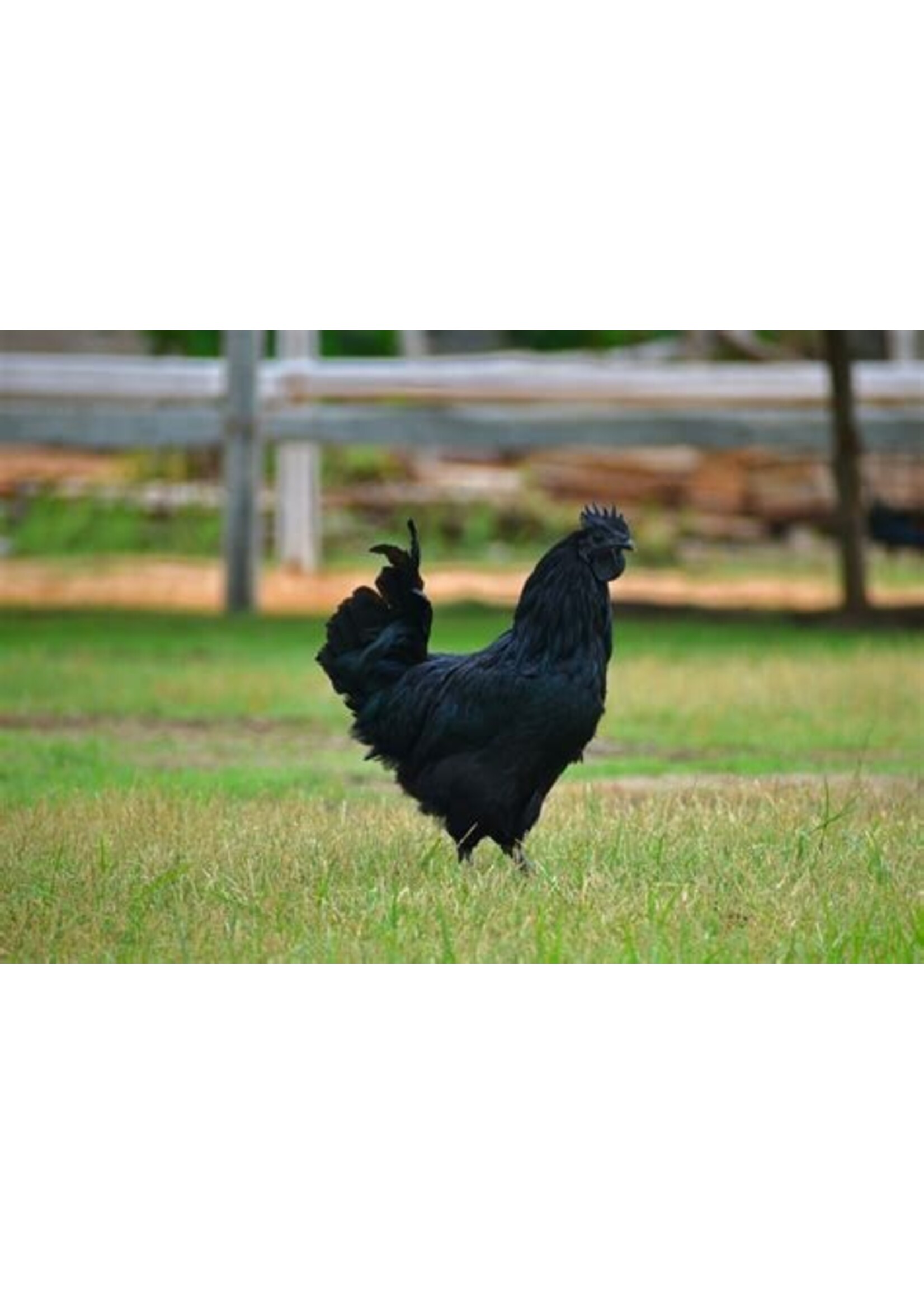 Sierkip Ayam Cenami - bijzondere zwarte kip met exclusieve uitstraling