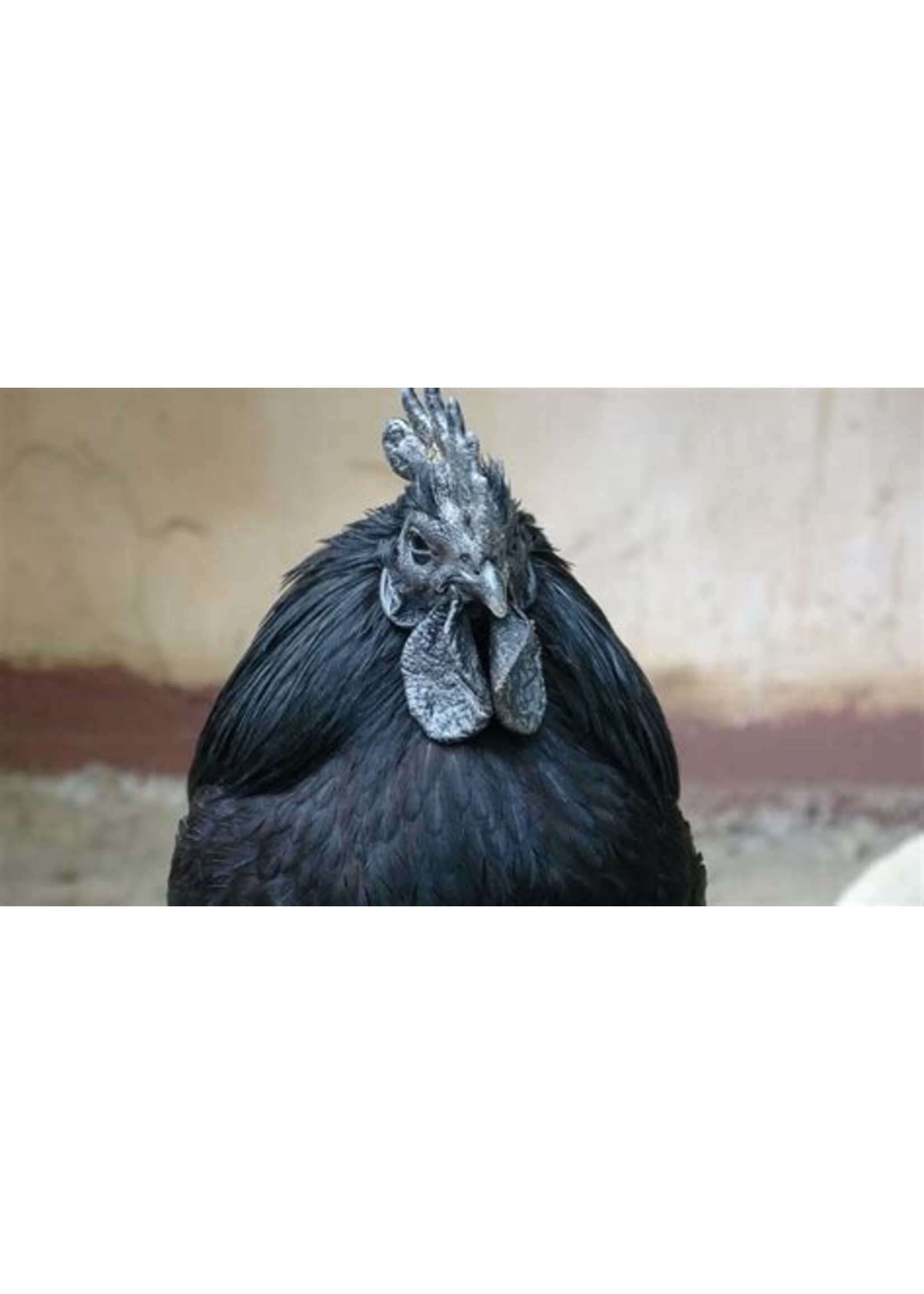 Ayam Cenami ornamental chicken - distinctive black chicken with a striking appearance