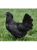 Ayam Cenami ornamental chicken