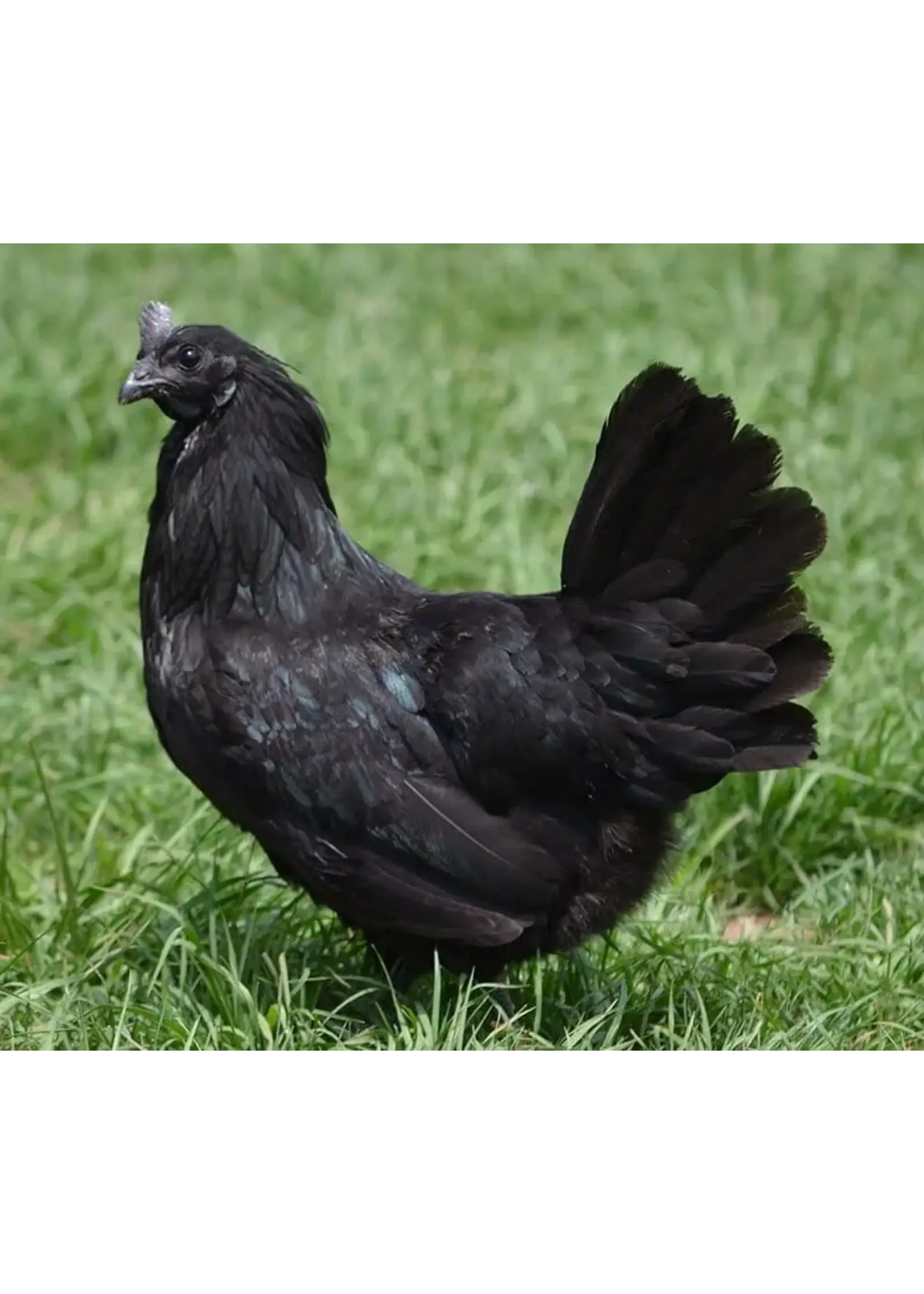 Poule d'ornement Ayam Cenami - poule noire remarquable à l'apparence unique