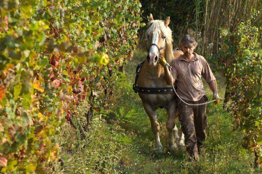 Biologische of biodynamische wijn: weet u het verschil?