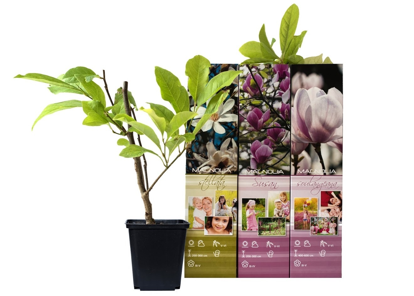 Flower-up Set van 3 Magnolia 30-40 cm