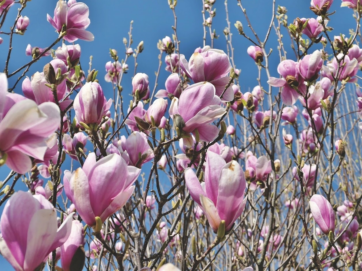 Flower-up Set van 3 Magnolia 30-40 cm