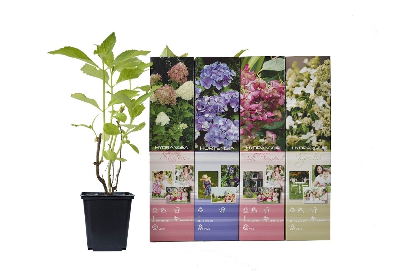 Flower-up Set van 4 Hortensia 30 – 40 cm