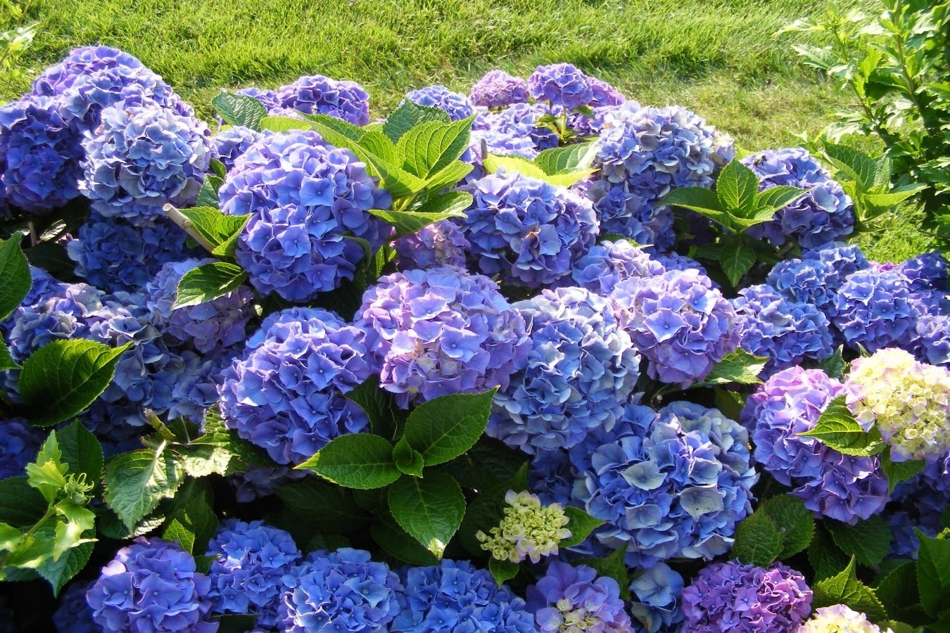 Flower-up Set van 4 Hortensia 30 – 40 cm