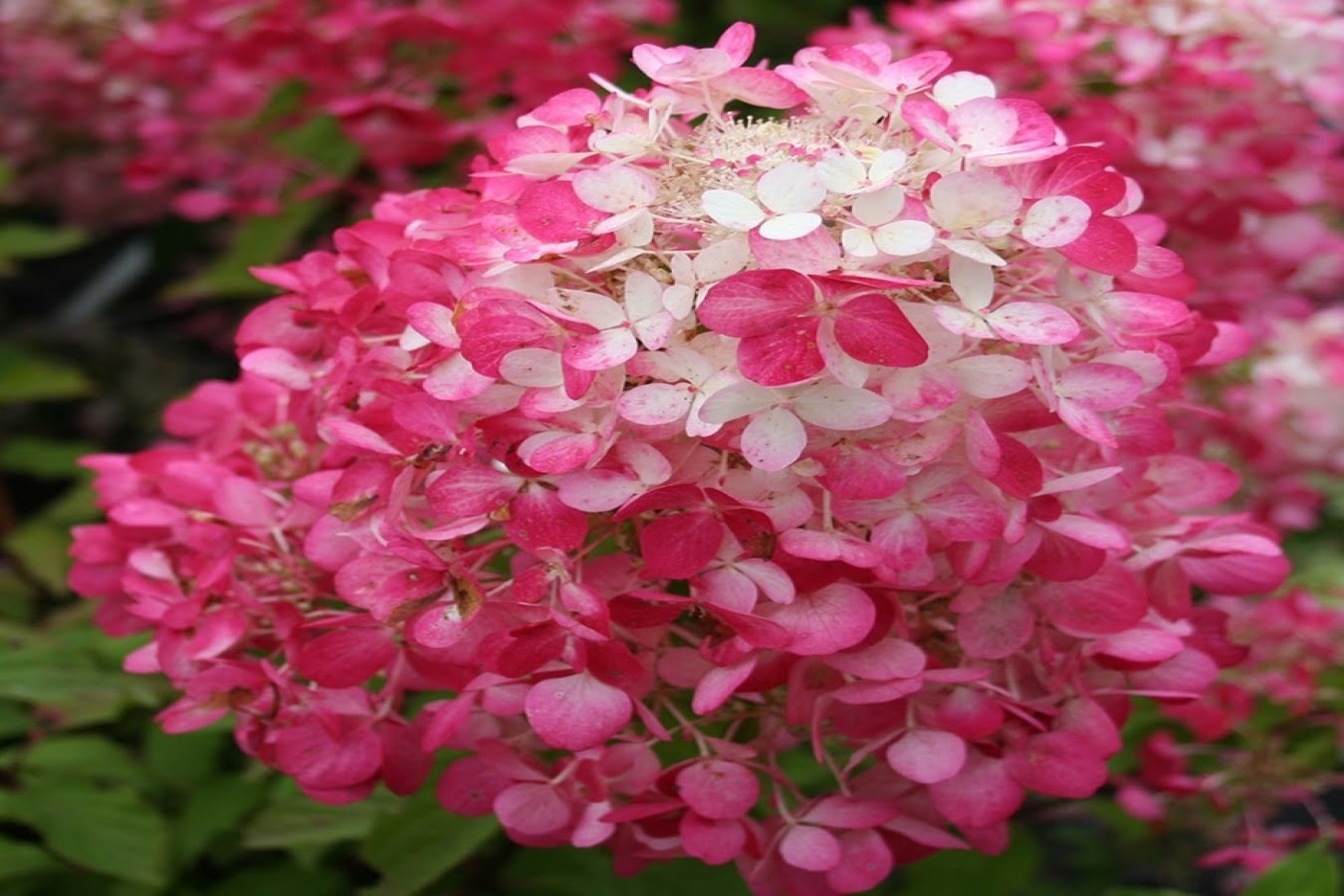 Flower-up Set van 4 Hortensia 30 – 40 cm