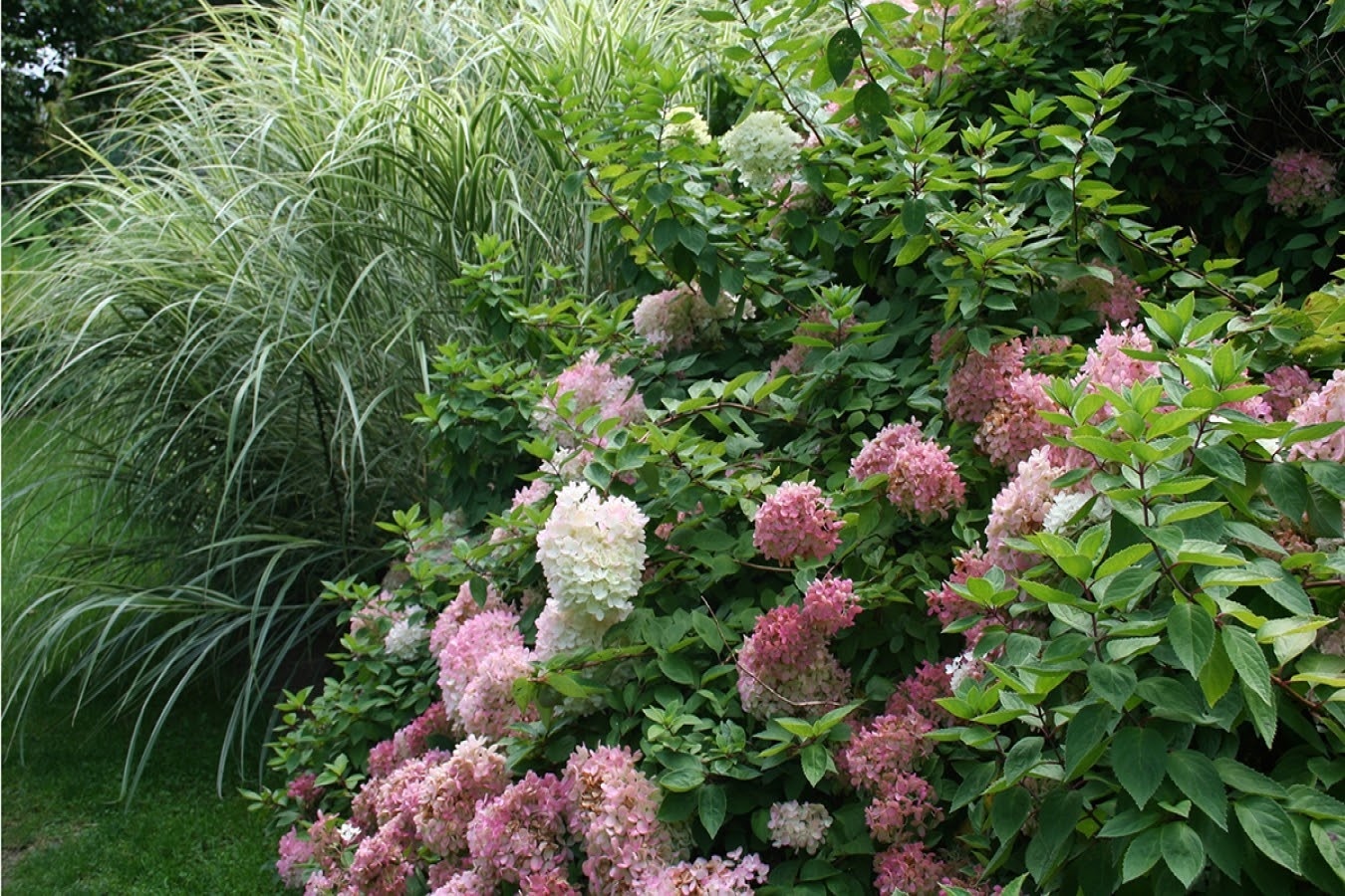 Flower-up Set van 4 Hortensia 30 – 40 cm