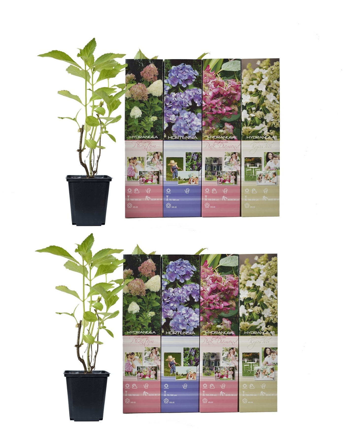 Flower-up Set van 8 Hortensia 30 – 40 cm