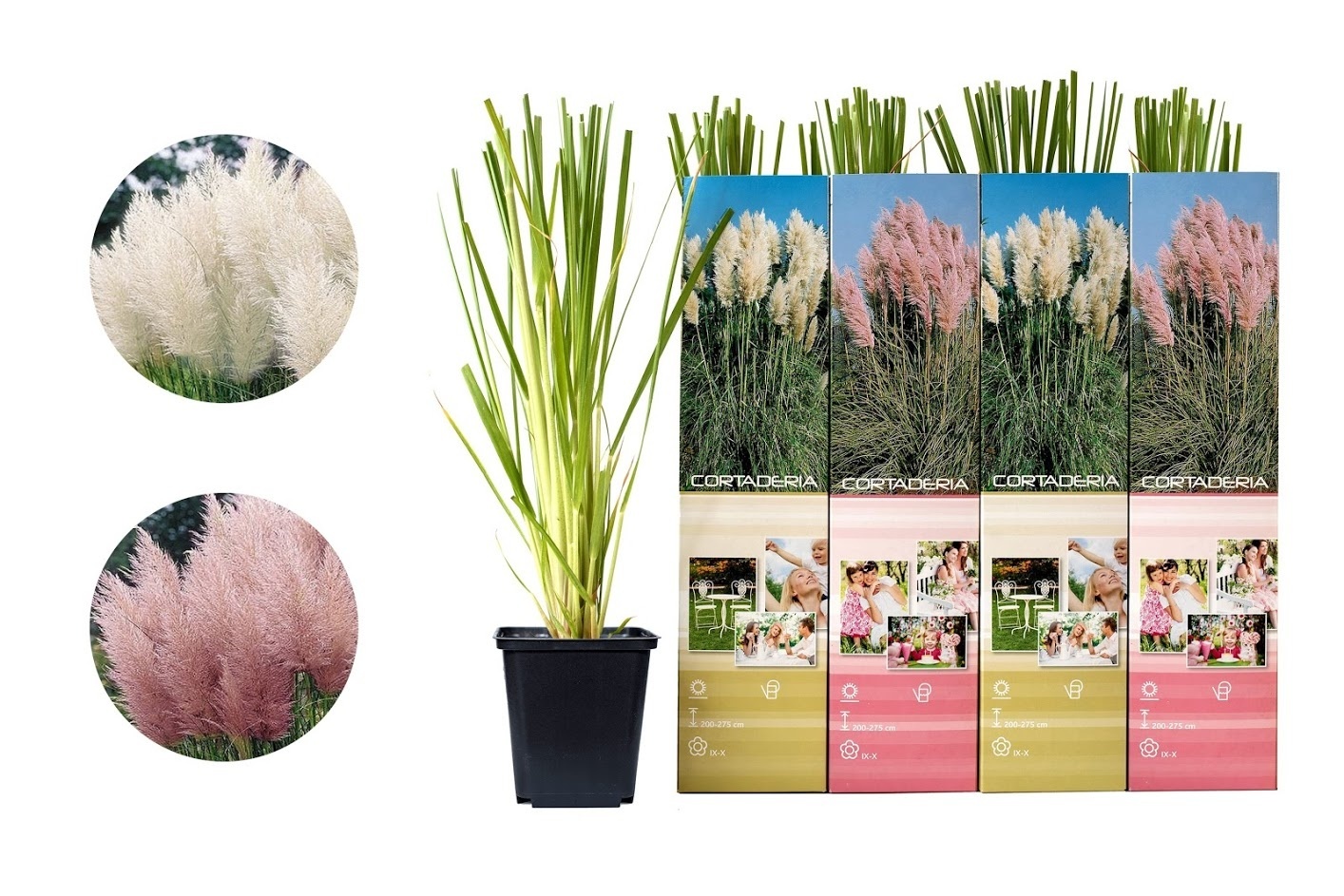 Flower-up Set van 4 Pampasgras Planten 30-40 cm