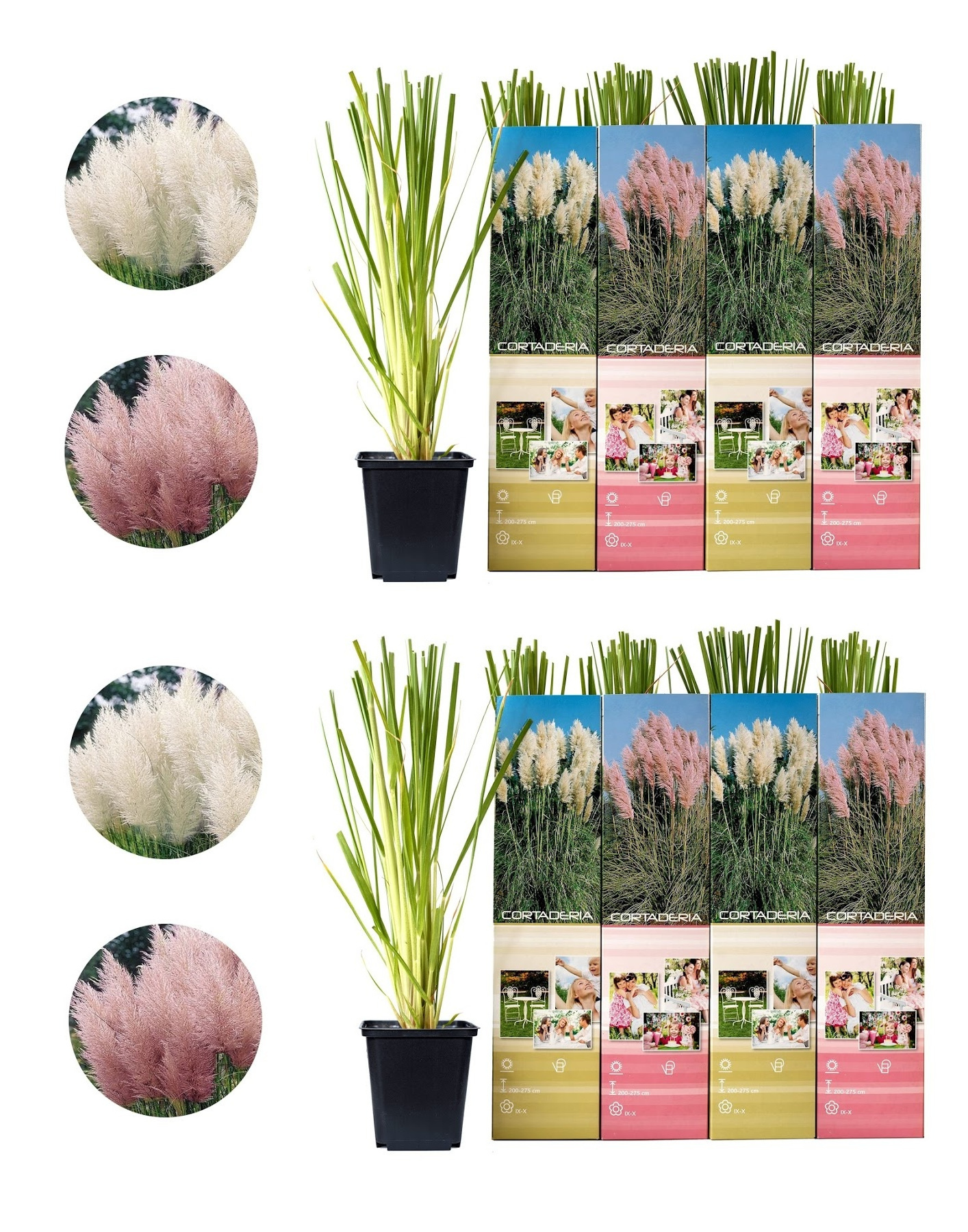 Flower-up Set van 8 Pampasgras Planten 30-40 cm