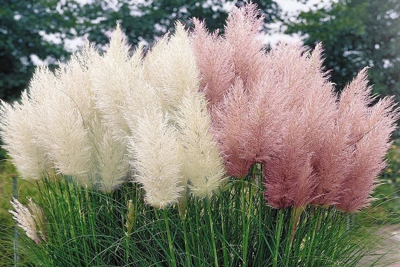 Flower-up Set van 8 Pampasgras Planten 30-40 cm