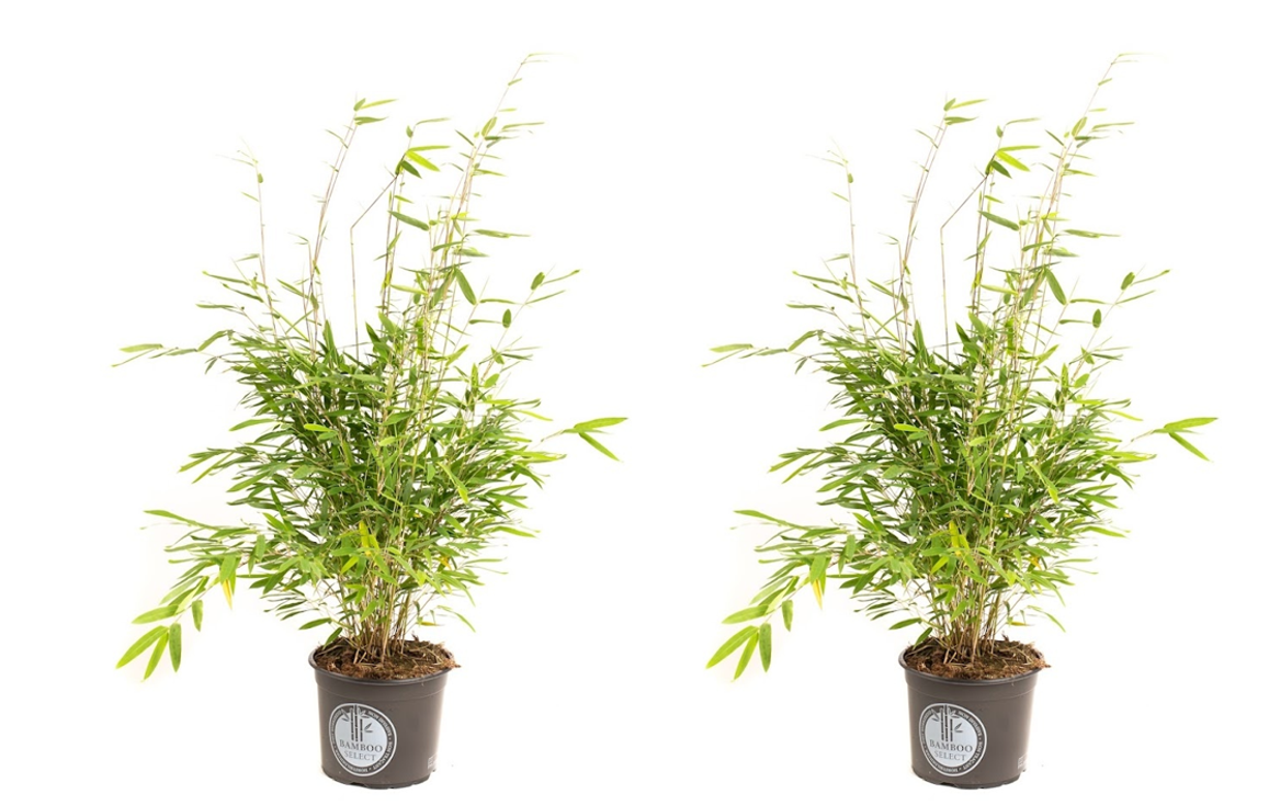 Flower-up Bamboe "Niet woekerend" Medium - Fargesia - 40-60Cm - 2 Stuks