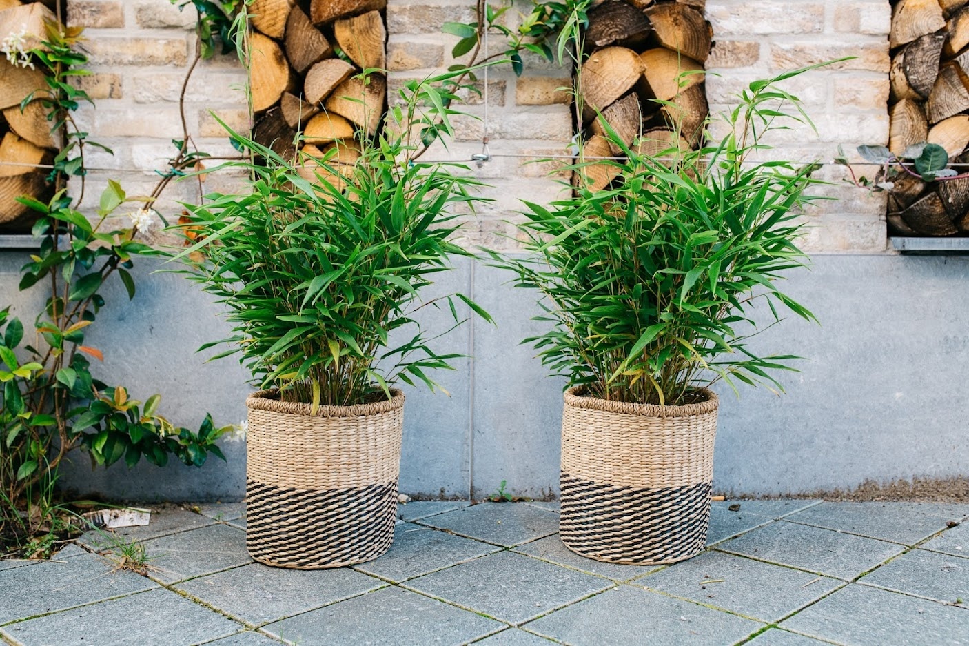 Flower-up Bamboe "Niet woekerend" Medium - Fargesia - 40-60Cm - 2 Stuks