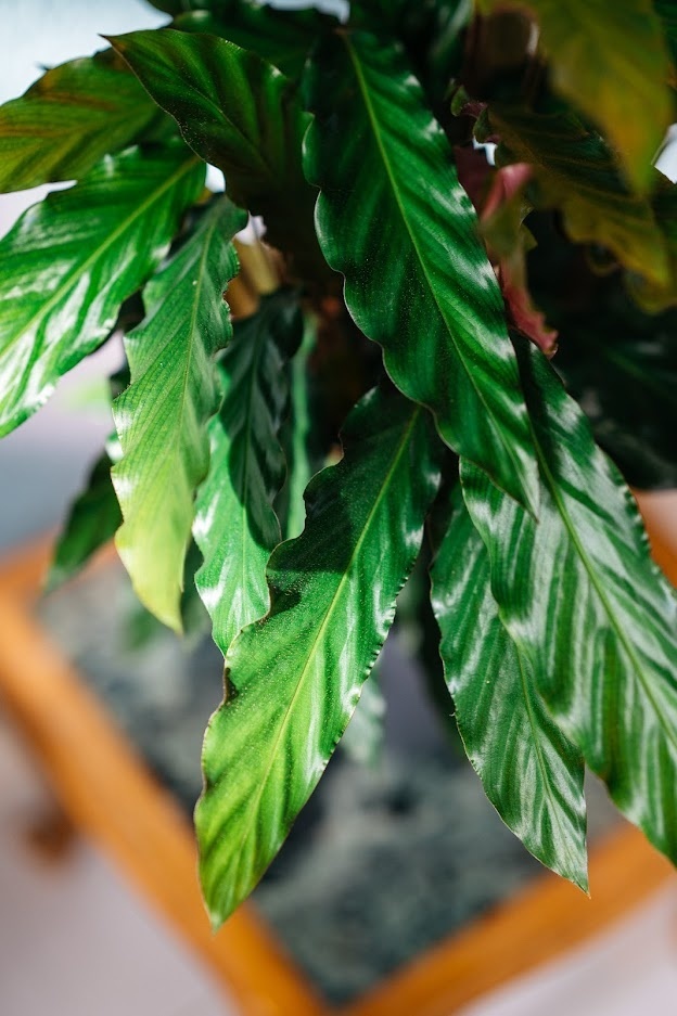 Flower-up Pauwenplant - Calathea Rufibarba - Large - 50-60Cm - 1 Stuk