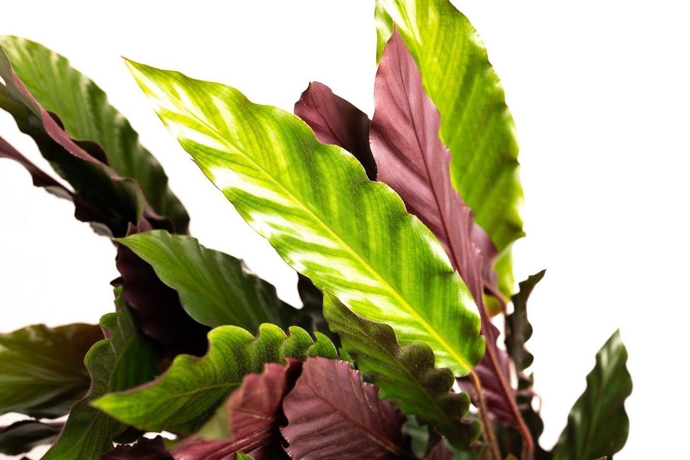 Flower-up Pauwenplant - Calathea Rufibarba - Large - 50-60Cm - 1 Stuk