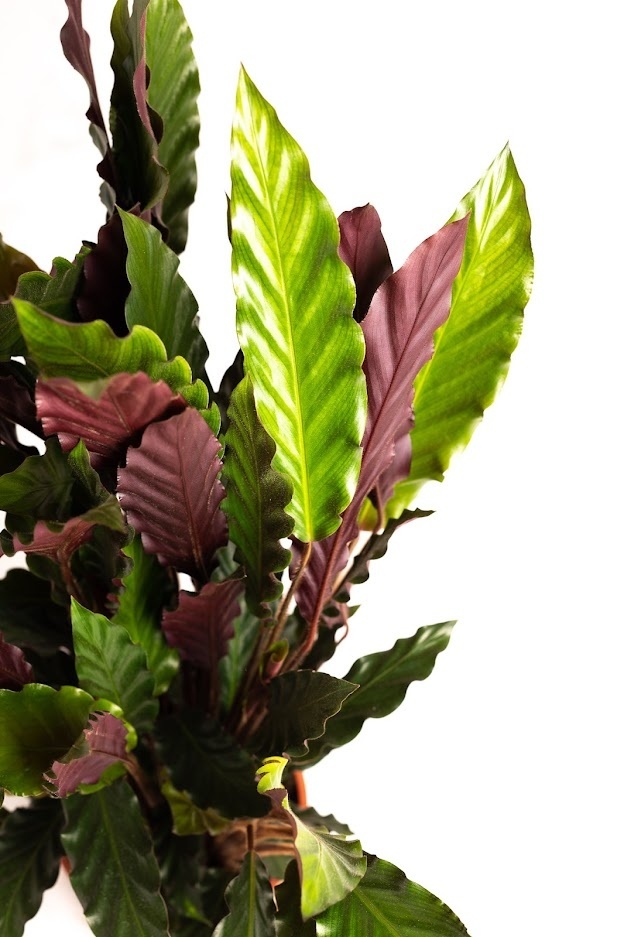Flower-up Pauwenplant - Calathea Rufibarba - Large - 50-60Cm - 1 Stuk