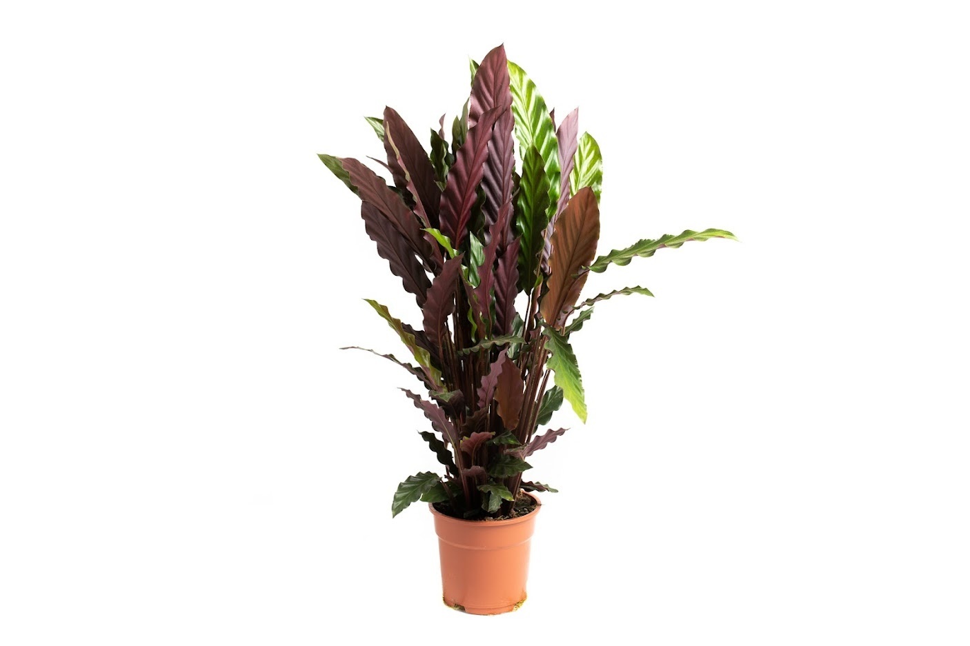 Flower-up Pauwenplant - Calathea Rufibarba - Large - 50-60Cm - 1 Stuk