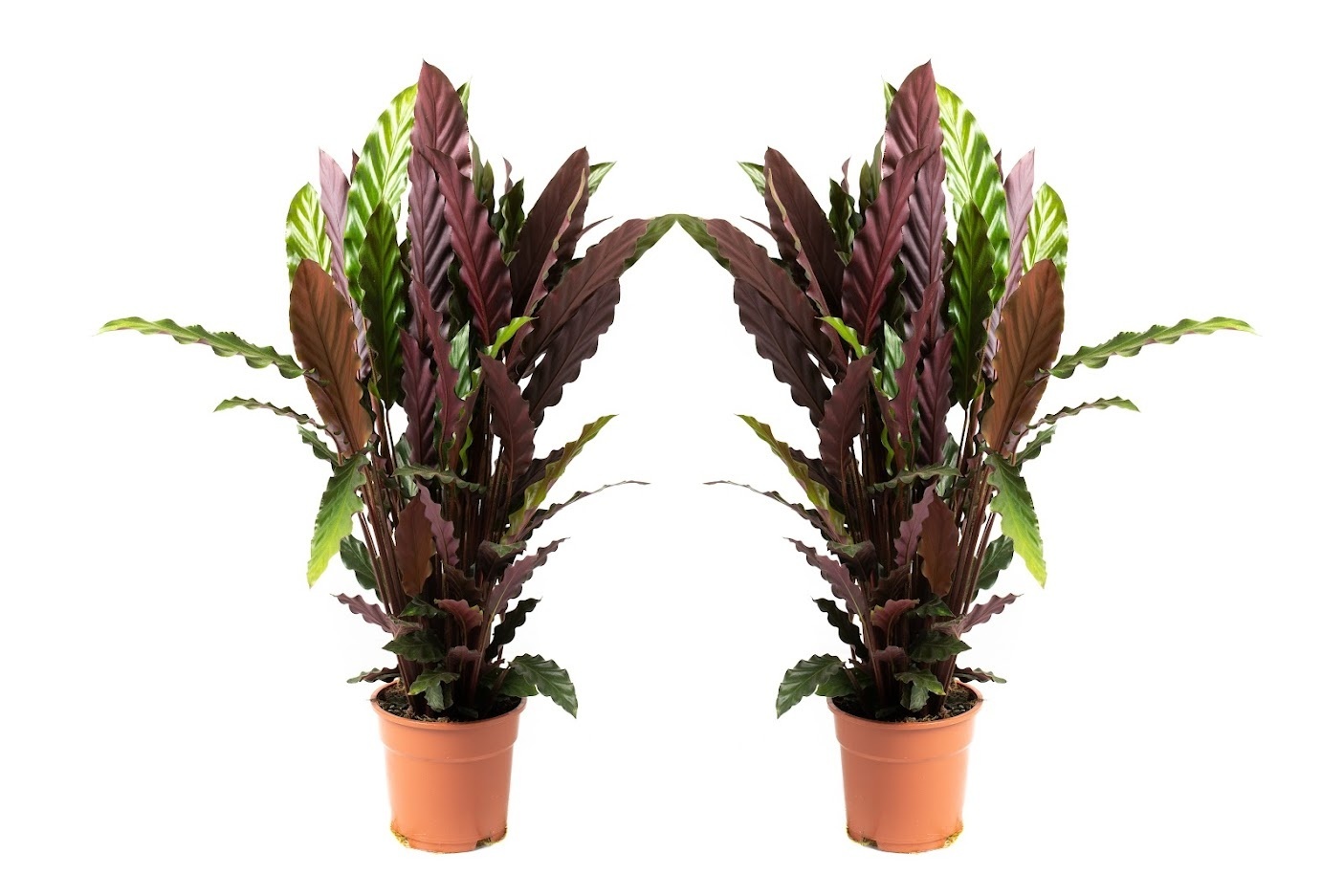 Flower-up Pauwenplant - Calathea Rufibarba - Large - 50-60Cm - 2 Stuks