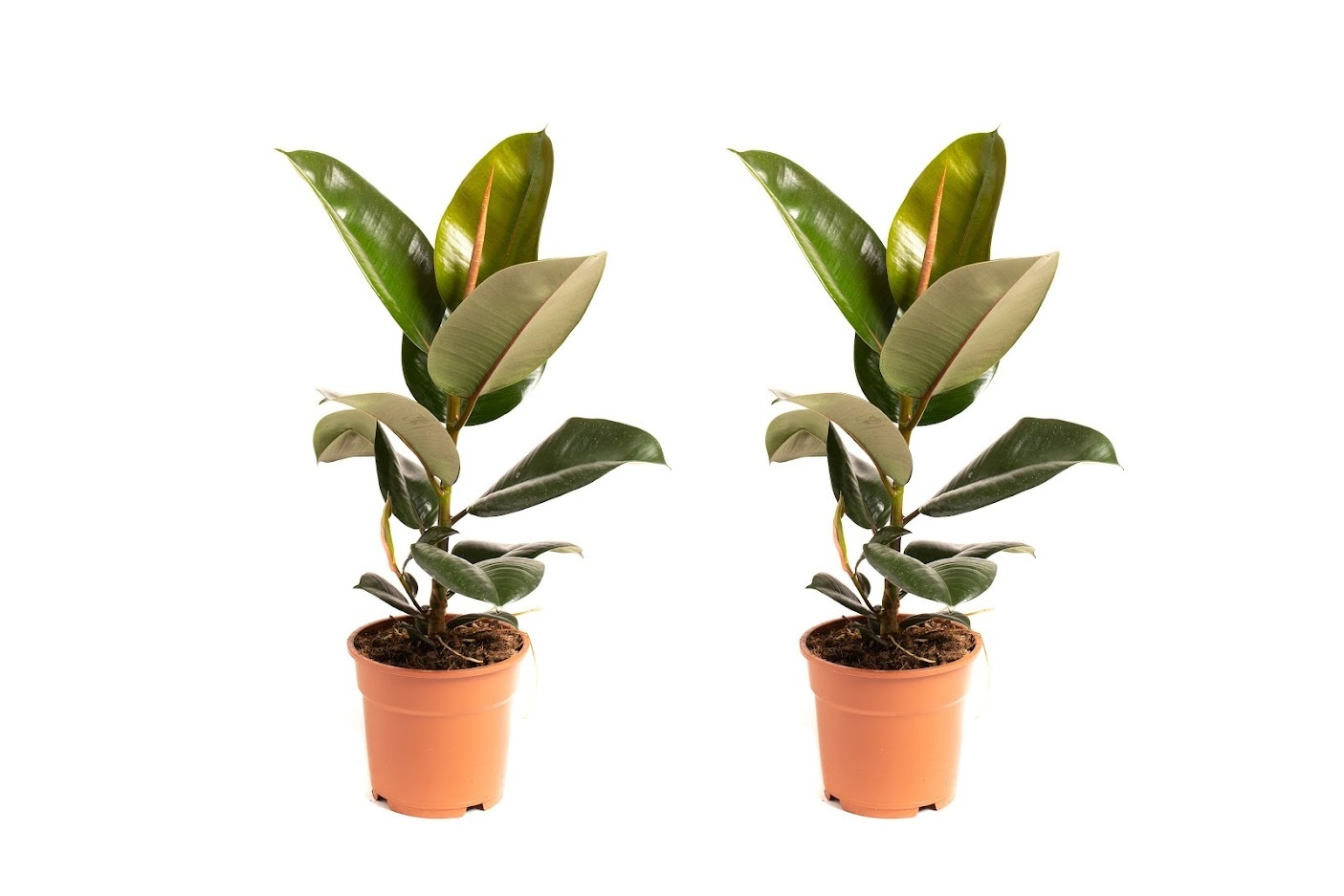 Flower-up Rubberboom - Ficus Elastica Robusta - Large - 50-60Cm - 2 Stuks