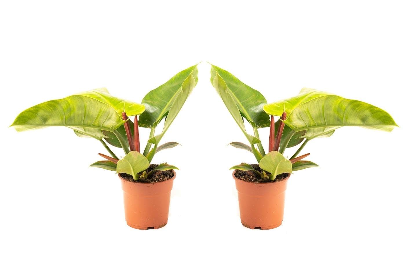Flower-up Philondendron Imperial Green Large - 50-60 Cm - 2 Stuks
