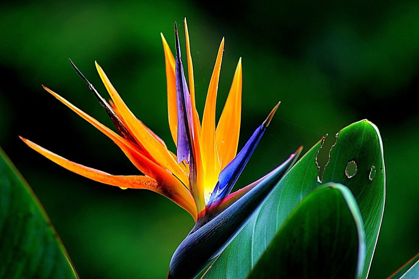 Flower-up Exotische paradijsvogelplant - Strelitzia reginae - 3 Stuks - 25 -38 Cm - Voor Binnen en Buiten