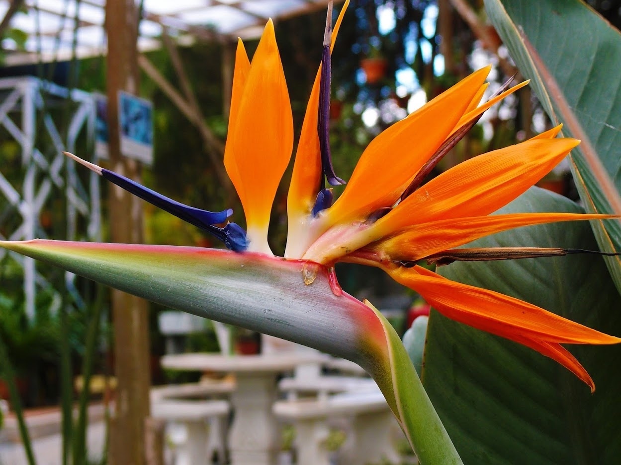 Flower-up Exotische paradijsvogelplant - Strelitzia reginae - 3 Stuks - 25 -38 Cm - Voor Binnen en Buiten