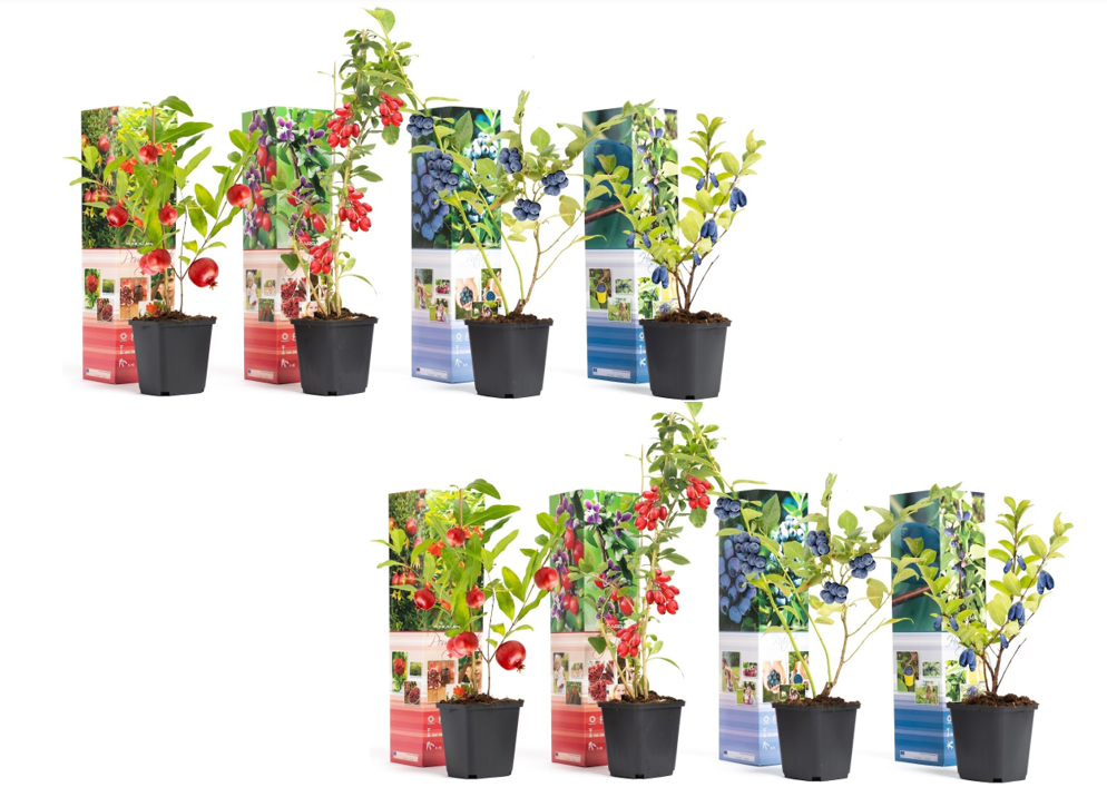 Flower-up Vitamine planten mix - 8 stuks ( 2x Goji Bes, Honing Bes, Blauwe Bes & Granaatappel)