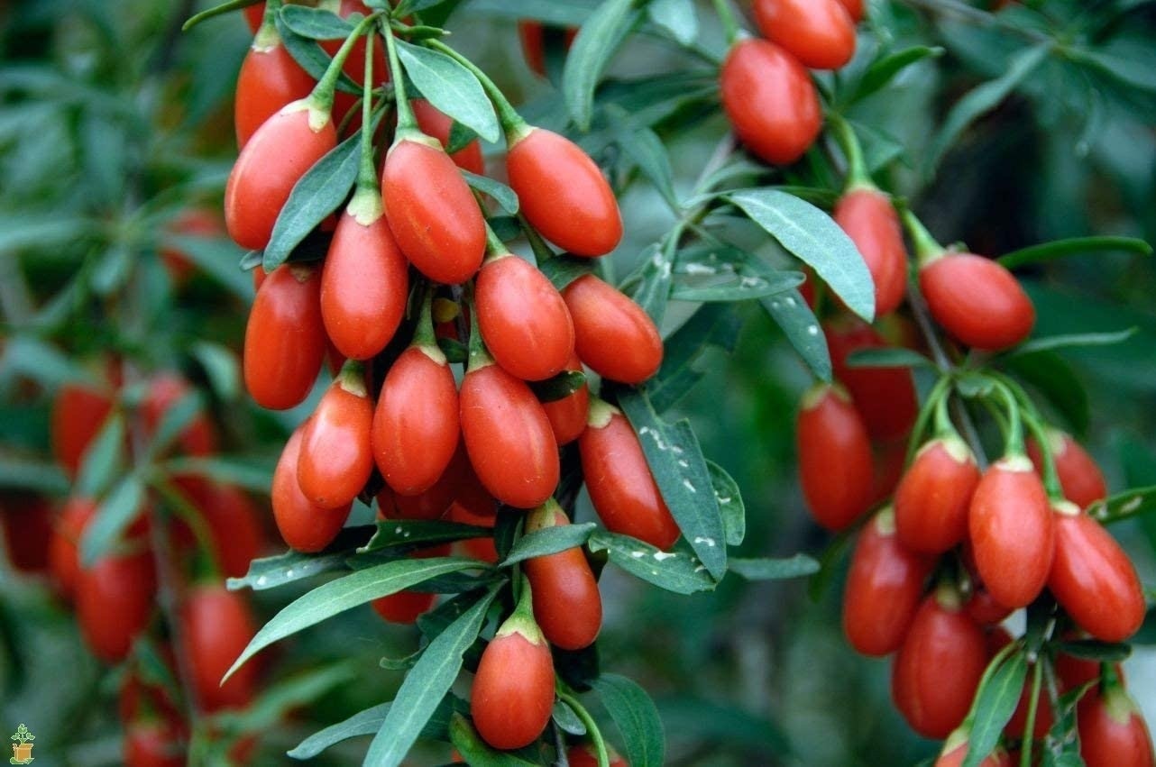 Flower-up Vitamine planten mix - 8 stuks ( 2x Goji Bes, Honing Bes, Blauwe Bes & Granaatappel)