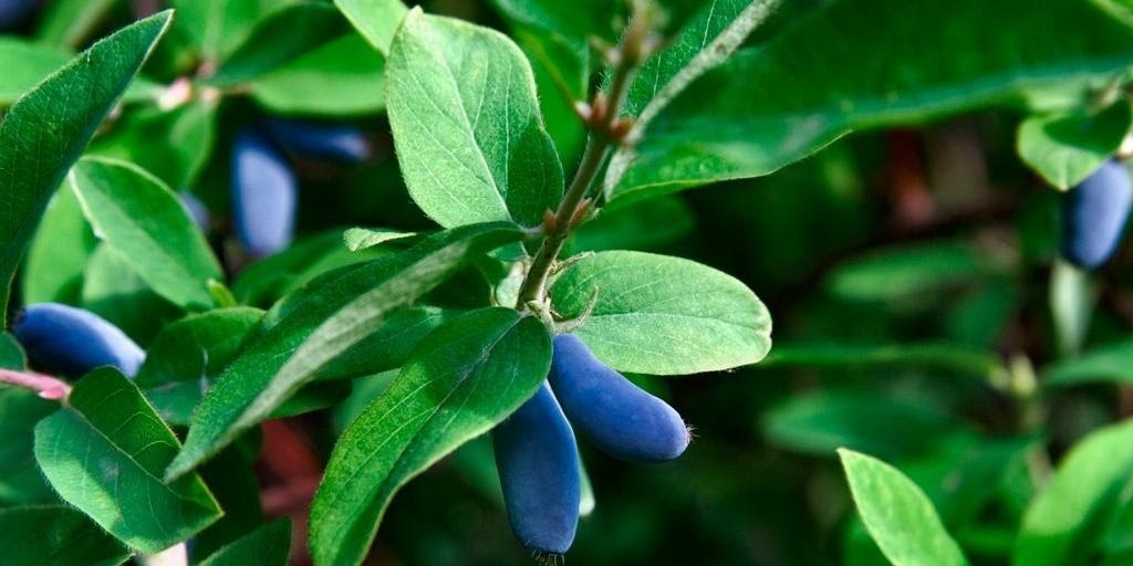 Flower-up Vitamine planten mix - 8 stuks ( 2x Goji Bes, Honing Bes, Blauwe Bes & Granaatappel)