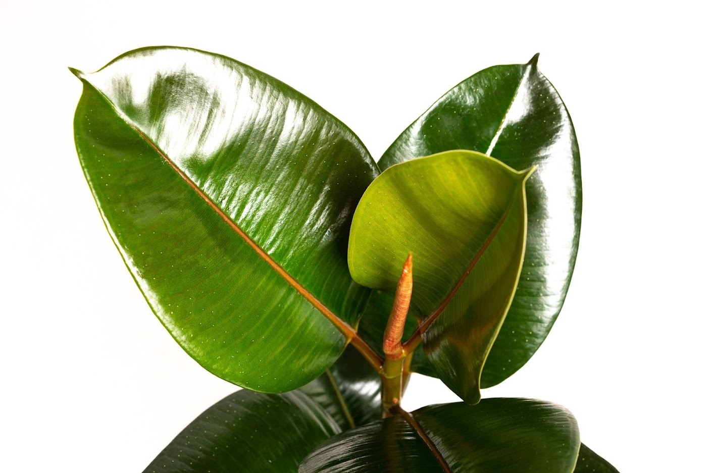 Flower-up Rubberboom - Ficus Elastica Robusta - Large - 50-60Cm - 1 Stuk