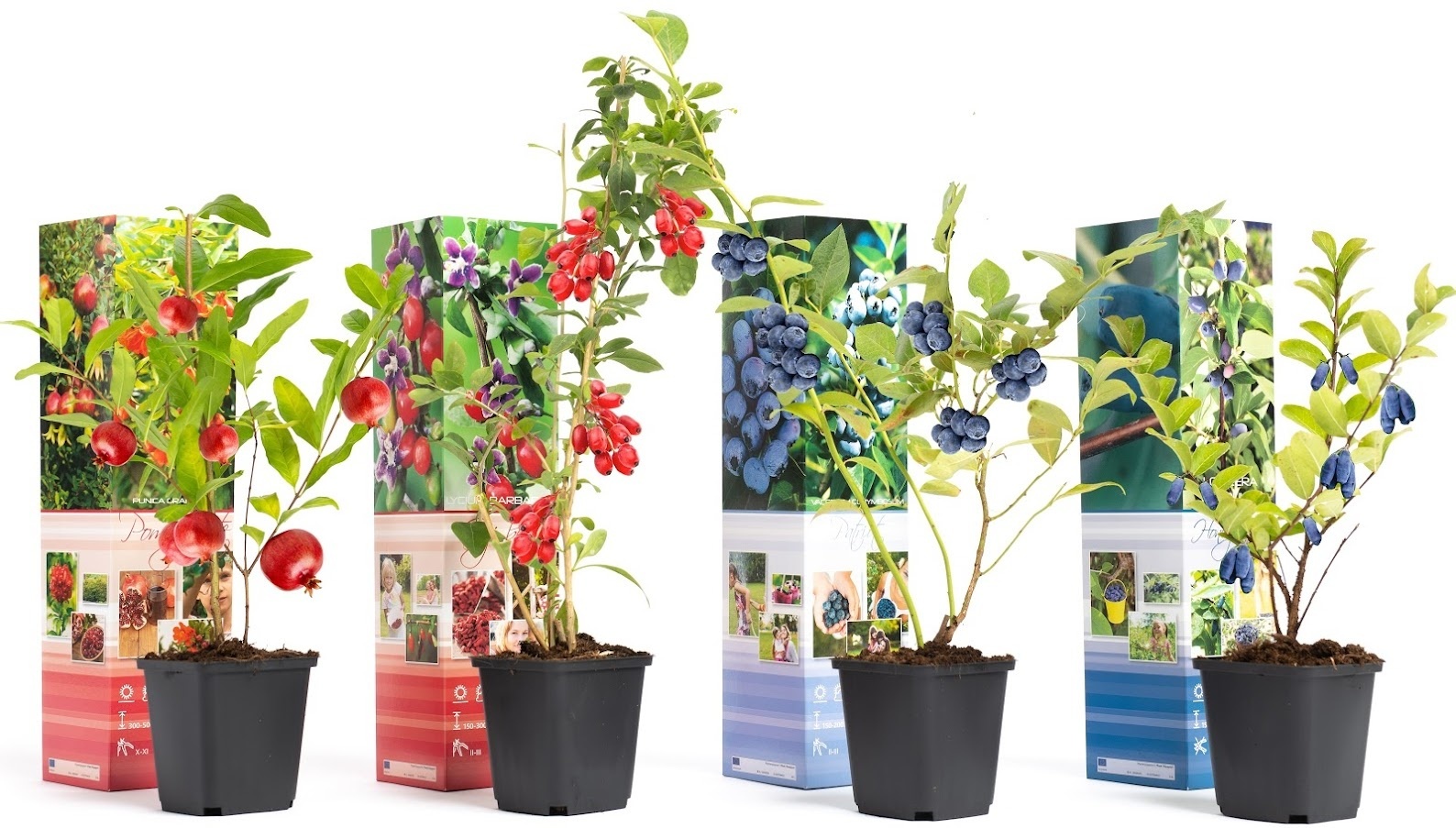 Flower-up Vitamine planten mix - 4 stuks ( 1x Goji Bes, Honing Bes, Blauwe Bes & Granaatappel)