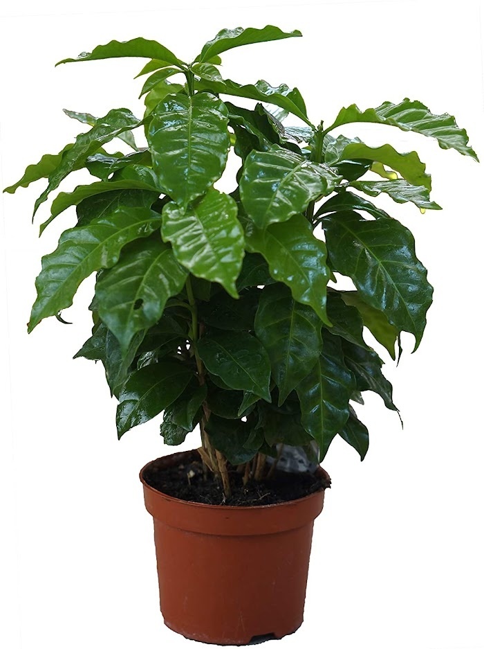 Flower-up Tropische kamerplanten - Mix set - 4 Stuks - 25 - 50 Cm (1x Musa Oriental Dwarf, Chamadorea Elegans, Dracaena Compacta & Coffea Arabica)