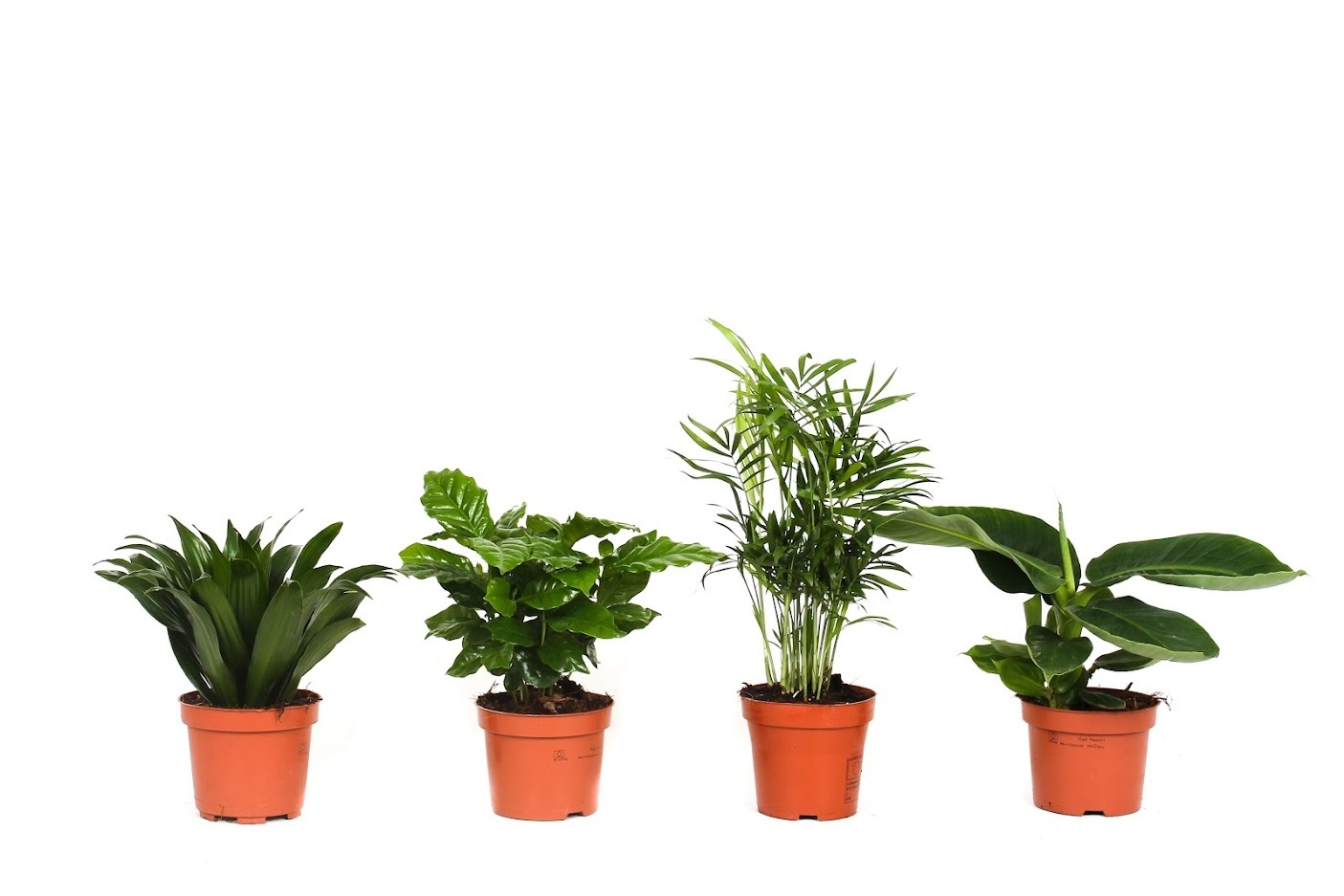 Flower-up Tropische kamerplanten - Mix set - 4 Stuks - 25 - 50 Cm (1x Musa Oriental Dwarf, Chamadorea Elegans, Dracaena Compacta & Coffea Arabica)