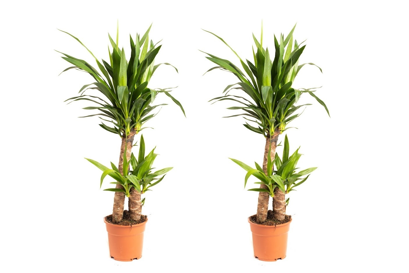 Flower-up Palmlelie - Yucca - Large - 80-85Cm - 2 Stuks