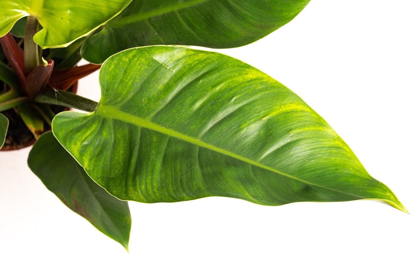 Flower-up Philondendron Imperial Green Large - 50-60 Cm - 1 Stuk