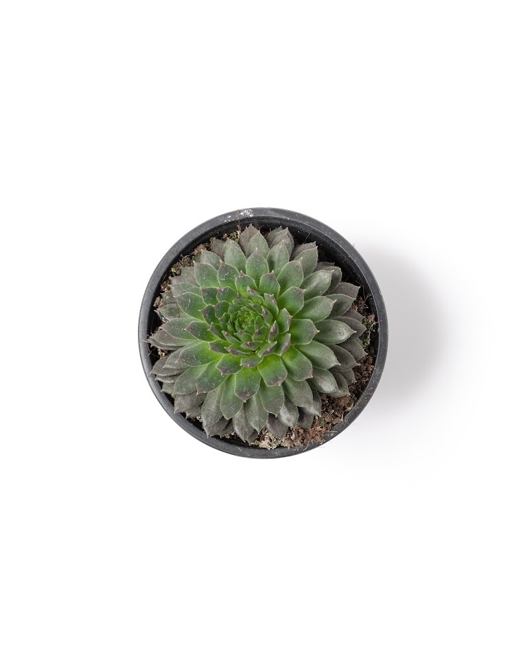 Koop Flower-Up Rotsplanten - Sempervivum Premium - 4 kleuren mix 8