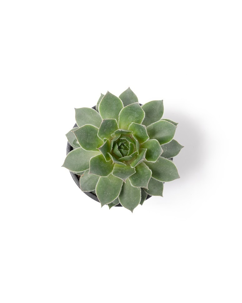Koop Flower-Up Rotsplanten - Sempervivum Premium - 4 kleuren mix 8