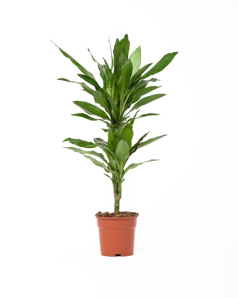 Flower-Up Drakenbloedboom - Dracaena Janet Lind - 60-70 cm