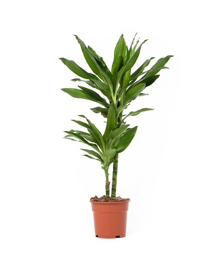 Flower-Up Drakenbloedboom - Dracaena Janet Lind - 60-70 cm