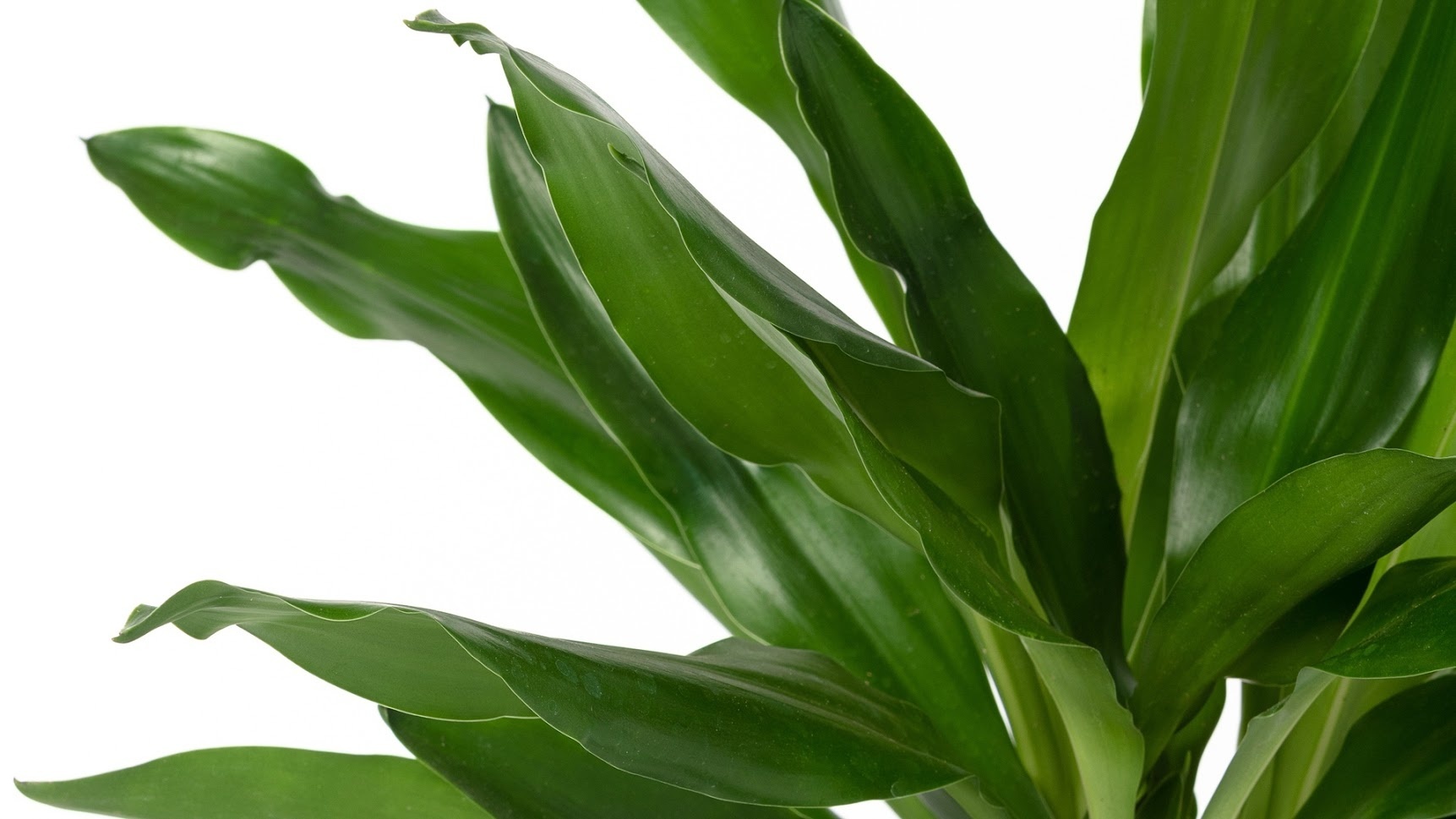 Flower-Up Drakenbloedboom - Dracaena Janet Lind - 60-70 cm