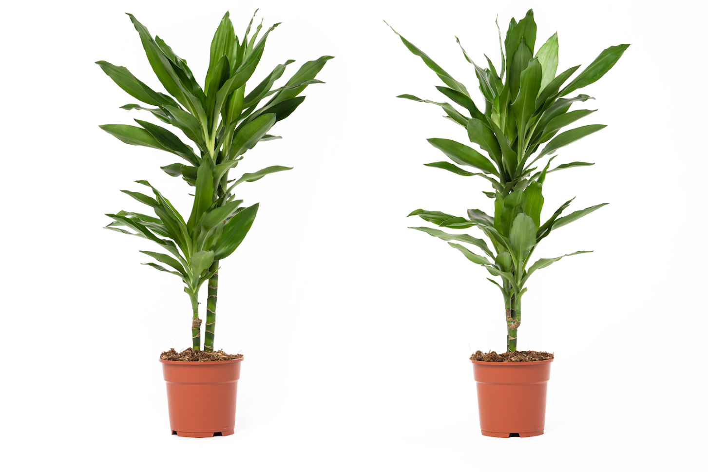 Flower-Up Drakenbloedboom - Dracaena Janet Lind 2 stuks - 60-70 cm