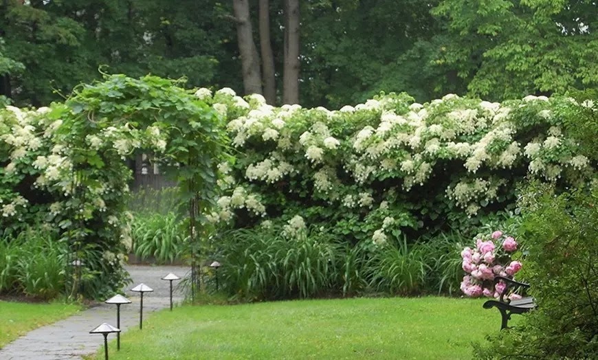Flower-Up Klimhortensia 8 stuks - Hydrangea Petiolaris - 30-38 cm
