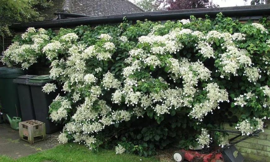 Flower-Up Klimhortensia 8 stuks - Hydrangea Petiolaris - 30-38 cm